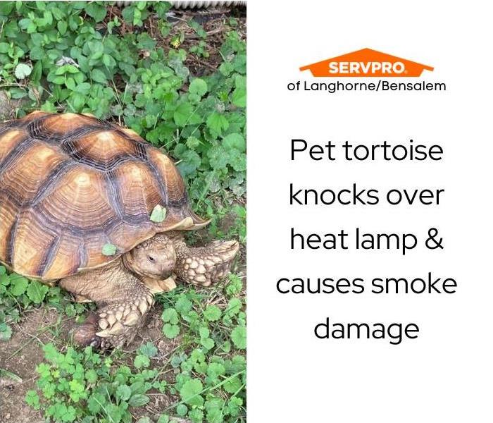 Pet turtle on grass
